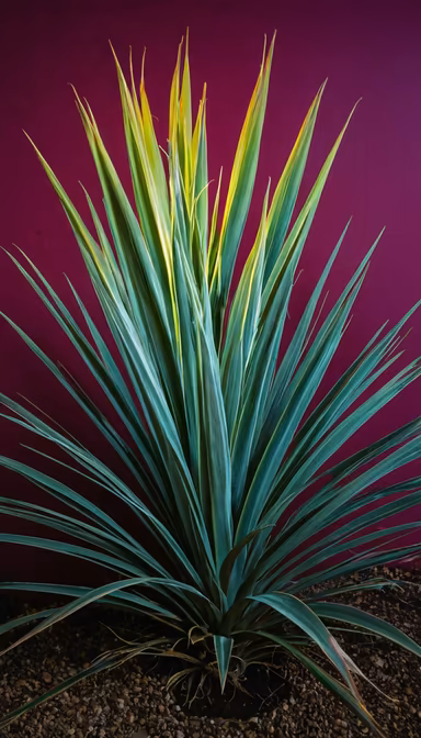 Botanical Beauty Botanical Beauty