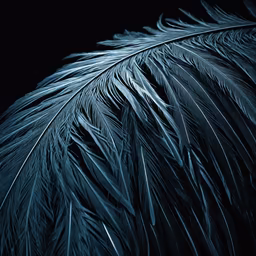 Feathered Dreams Feathered Dreams