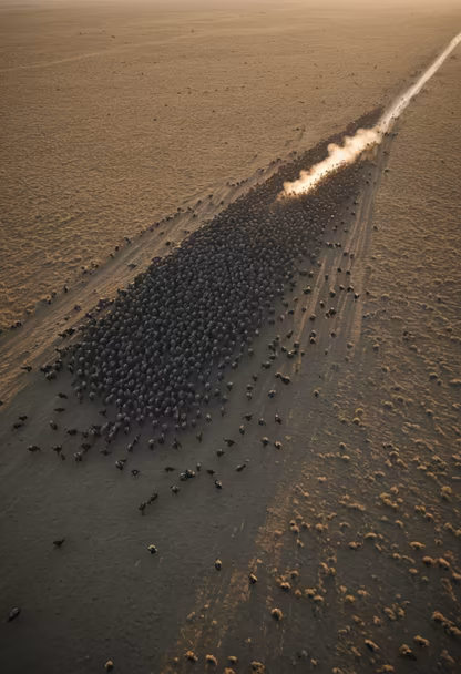 The Great Migration