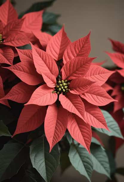 Poinsettia Season