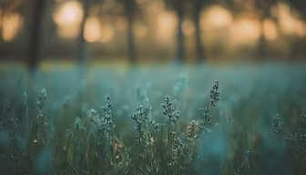Lavender Dreams Lavender Dreams