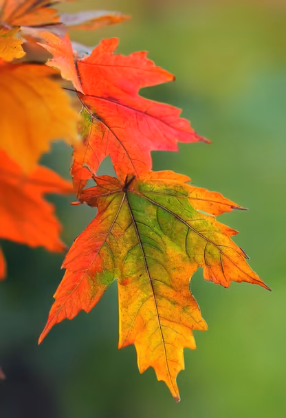 Autumn's Embrace