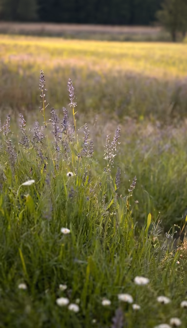 Summer Meadow Summer Meadow