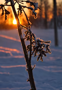 Winter's Embrace
