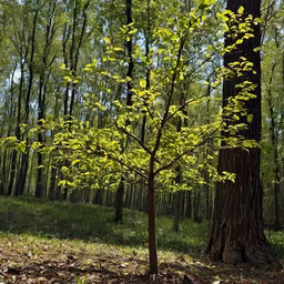 Forest Awakening