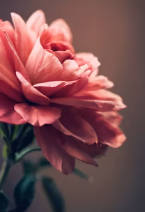 Pink Perfection Pink Perfection