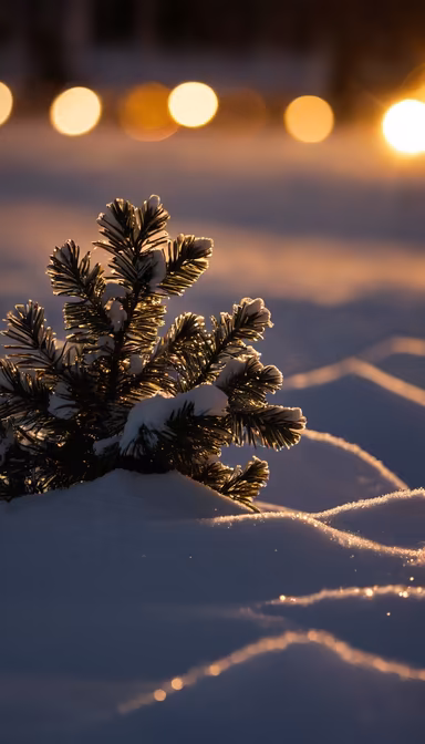 Winter's Embrace