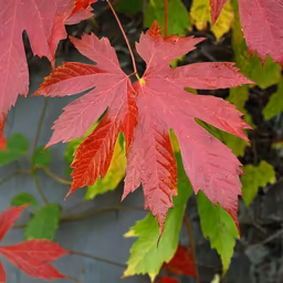 Autumn's Embrace