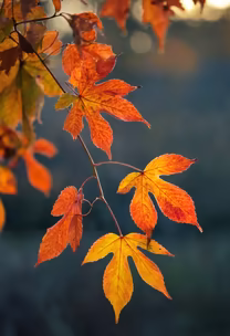 Autumn's Embrace Autumn's Embrace