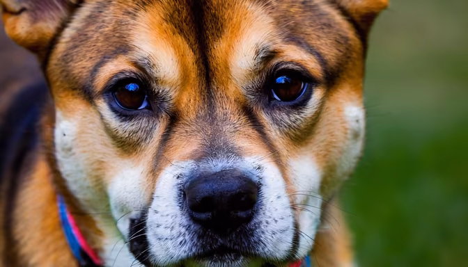 Puppy Eyes