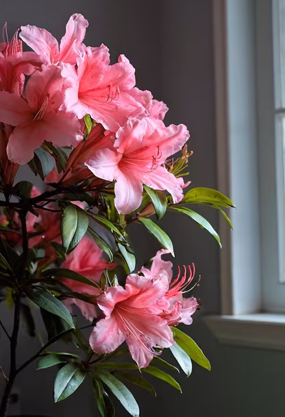Pink Azalea Bloom