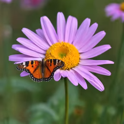 Butterfly on a Flower