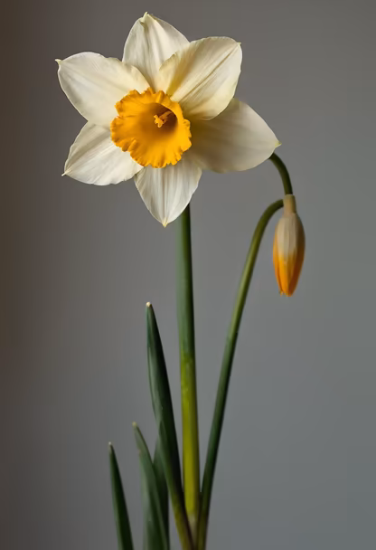 Daffodil Dreams