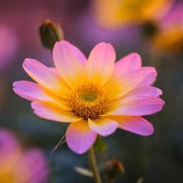Floral Beauty