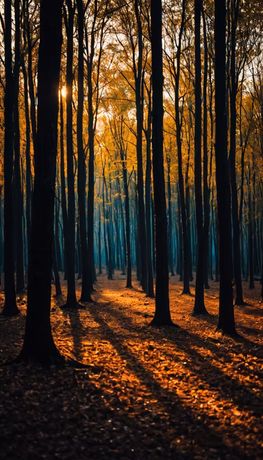 Golden Hour Forest Golden Hour Forest
