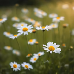 Daisy Dreams Daisy Dreams