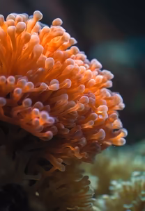 Coral Garden
