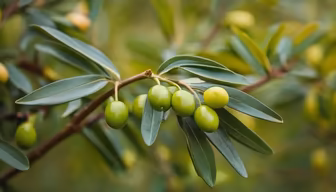 Olive Branch Olive Branch