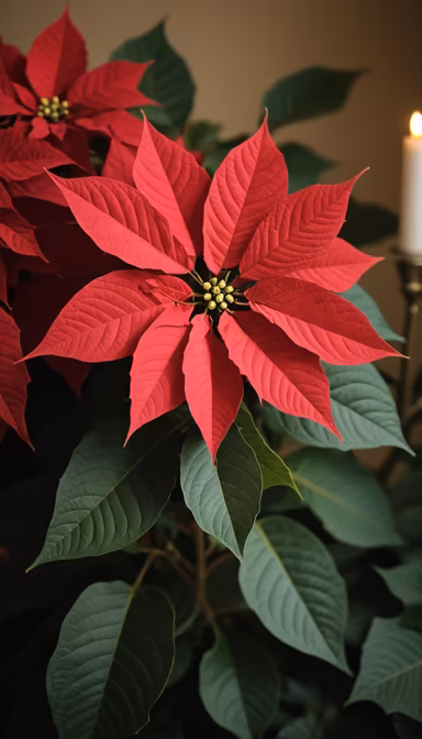 Poinsettia Season Poinsettia Season
