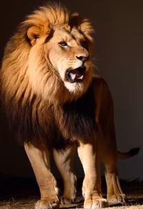 King of the Jungle King of the Jungle