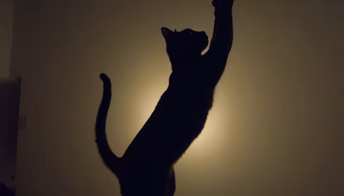 Midnight Hunter