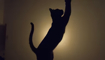 Midnight Hunter