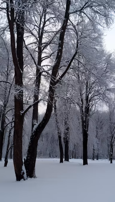 Winter's Embrace