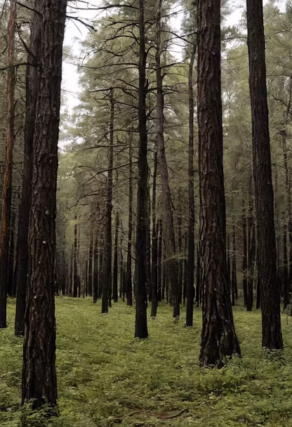 Forest Bathing Forest Bathing