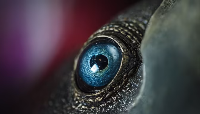 Eye of the Reptile