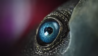 Eye of the Reptile Eye of the Reptile