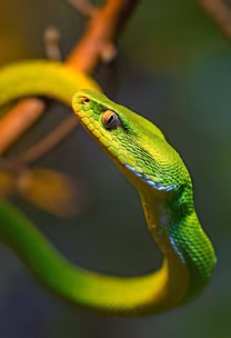 Emerald Viper