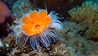 Ocean Bloom