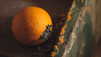 Forgotten Fruit Forgotten Fruit
