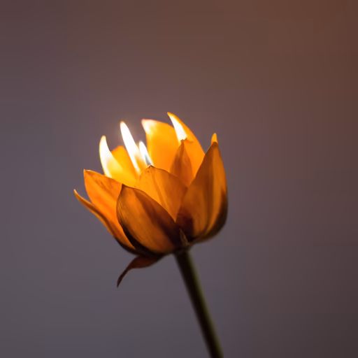 Golden Bloom