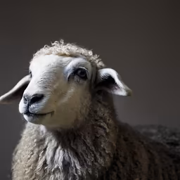 Sheep Portrait Sheep Portrait