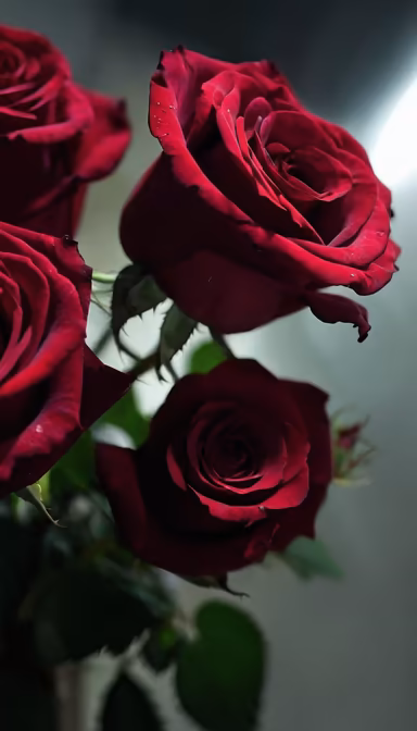 Crimson Roses