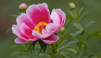 Pink Peony Bloom Pink Peony Bloom