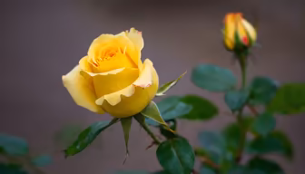 Golden Bloom
