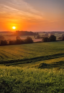 Golden Fields