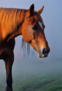 Morning Majesty