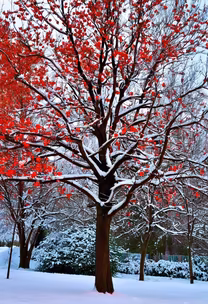 Winter's Contrast Winter's Contrast