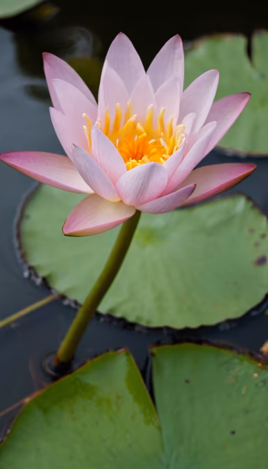 Water Lily Beauty
