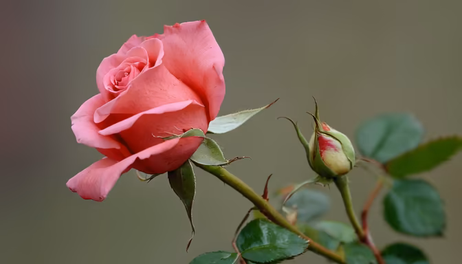 Rose in Bloom