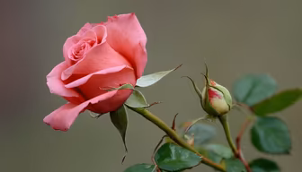 Rose in Bloom