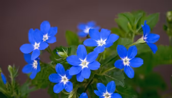 Sapphire Blooms Sapphire Blooms