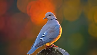 Dove's Serenity