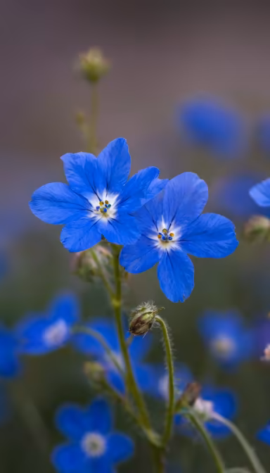 Blue Meadow Blue Meadow