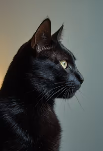 Midnight Majesty Midnight Majesty