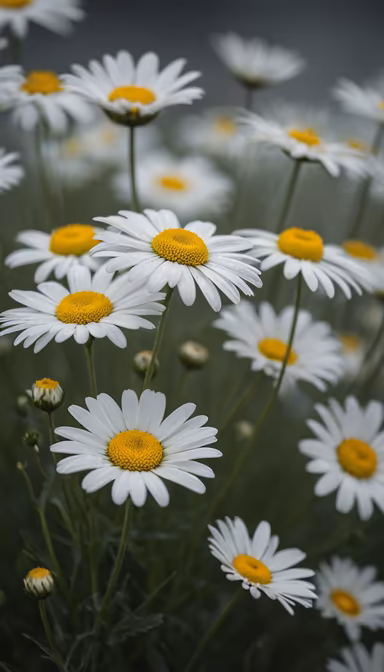 Daisy Dreams