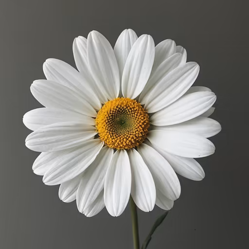 Daisy Delight